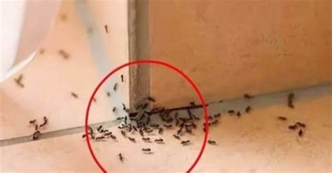 家裡出現很多螞蟻 蘇民峰家居风水2023
